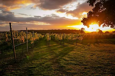 Sculpt & Sip: Pilates in the Vineyard