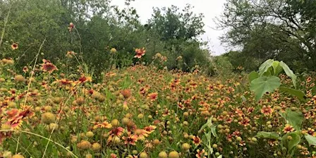 Fall Plant Walk