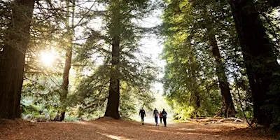 Wellness Walk in Nature - Forest Bathing Belair