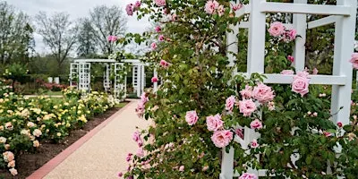 Rose Gardens Guided Tours at Old Parliament House (seasonal)