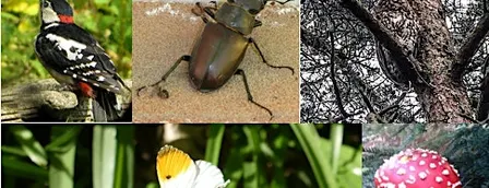 The Wildlife of the Lost Woods - talk by Michael Blencowe