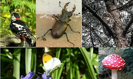 The Wildlife of the Lost Woods - talk by Michael Blencowe