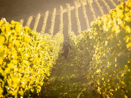 Copie de Les vendanges au Vignoble du Château de Bousval