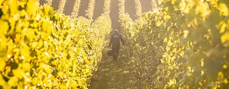 Copie de Les vendanges au Vignoble du Château de Bousval