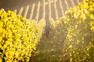 Les vendanges au Vignoble du Château de Bousval