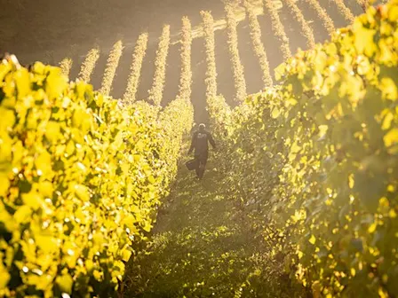 Copie de Les vendanges au Vignoble du Château de Bousval