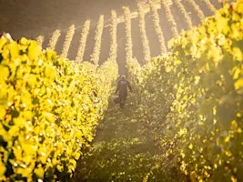 Copie de Les vendanges au Vignoble du Château de Bousval