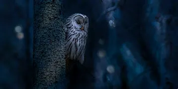 Silent Hunters Guided Owl Hike