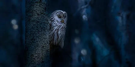 Silent Hunters Guided Owl Hike