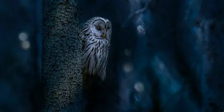 Silent Hunters Guided Owl Hike