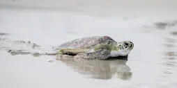 Sea Turtle Day (Girl Scouts of the Nation’s Capital)