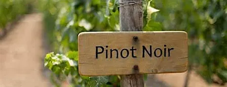 Pinot Noir Around the World