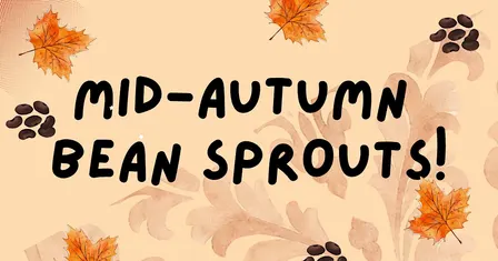 Mid Autumn Bean Sprouts!