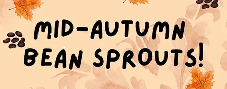 Mid Autumn Bean Sprouts!