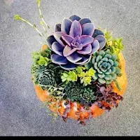 Succulent Pumpkins At The Farm