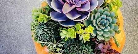 Succulent Pumpkins At The Farm
