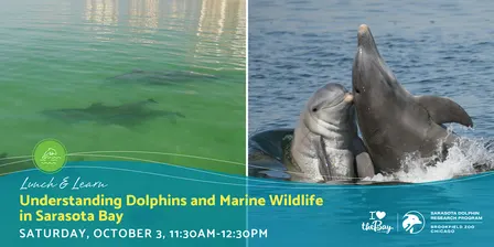 Lunch & Learn | Understanding Dolphins and Marine Wildlife in Sarasota Bay