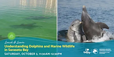 Lunch & Learn | Understanding Dolphins and Marine Wildlife in Sarasota Bay