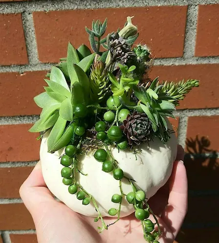 Small Succulent Pumpkins at Wild Child Farm