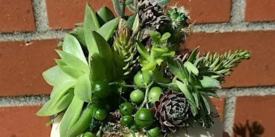 Small Succulent Pumpkins at Wild Child Farm