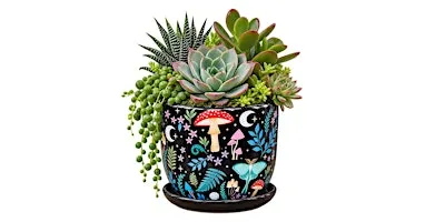 Fallin' for Succulents: The Succulent Bar at Dragonfly Lounge