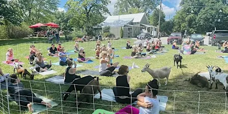 Goat Yoga at Pierpont General Store-  Columbia, MO