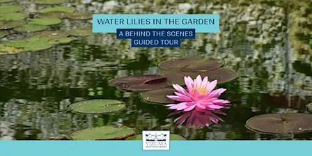 Water Lilies in the Garden: A Behind the Scenes Guided Tour