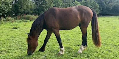 Autumn Evening Equine Behaviour Series 3: Difficulty Catching