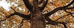 Fingringhoe Phenology