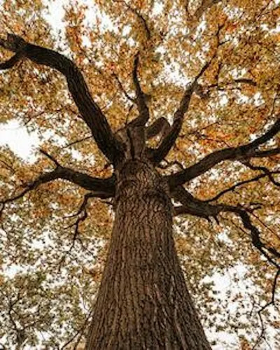 Fingringhoe Phenology