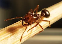 Become an ant detective at Oakey Library!