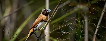 Toohey Forest Bird &Wildlife Photography with Sony
