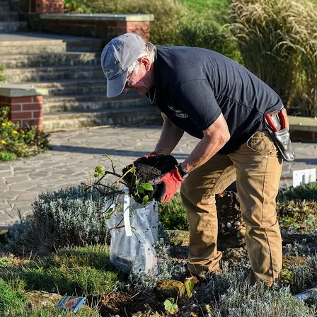 Planting & Pruning Roses
