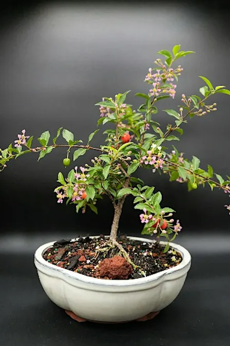 Bonsai Lesson at 3 Bridges Brewing