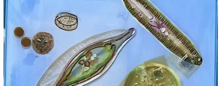Hidden World: Collage + Mixed Media w/ Dr. Sara Schesser Bartra