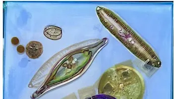 Hidden World: Collage + Mixed Media w/ Dr. Sara Schesser Bartra