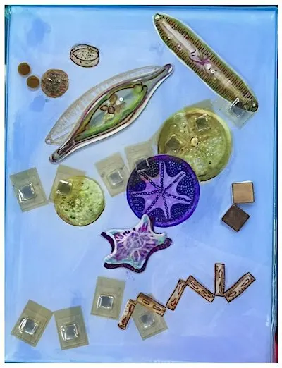 Hidden World: Collage + Mixed Media w/ Dr. Sara Schesser Bartra