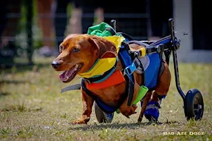 Wiener Dog Derby at Howl-N-Growl Tampa