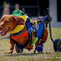 Wiener Dog Derby at Howl-N-Growl Tampa