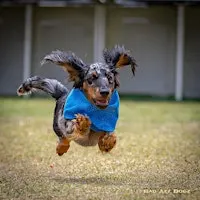 Wiener Dog Derby at Tampa Bay Downs Oktoberfest