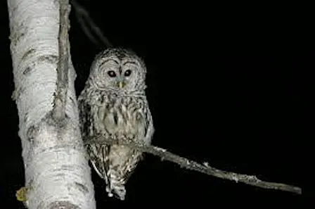 Nocturnal Wildlife: Adaptations for the Dark!