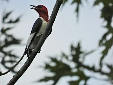 Riverfront-Lakewood East Park Birding