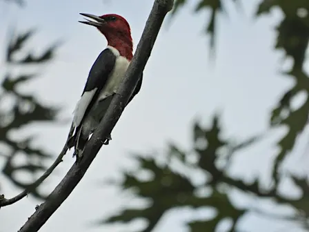Riverfront-Lakewood East Park Birding