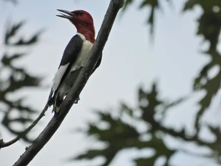 Riverfront-Lakewood East Park Birding
