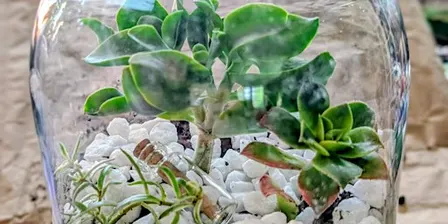 Message In A Bottle Terrarium Workshop