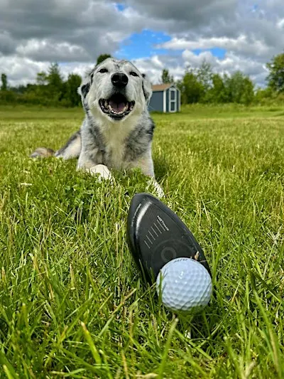 Paws & Putts Golf Outing
