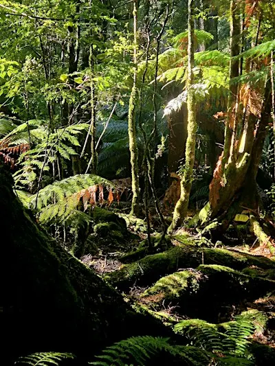 Franklin Forest Guided Walk - October