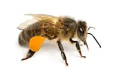 Bee Experience - School Holidays