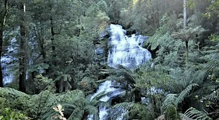 2 waterfalls at Otways rainforest (4 spots - road trip)