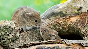 Live mammal trapping with Adam Robertson and Vicky Graves
